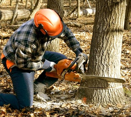 Tree Removal in Corsica, SD
